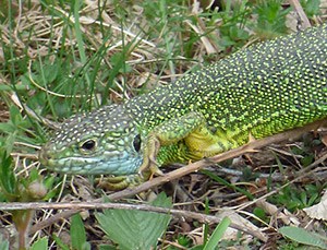 Male Western Green Lizard - Lacerta bilineata © John Muddeman